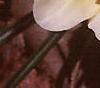 Crocus 'Cream Beauty', habit