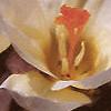 Crocus 'Cream Beauty', habit