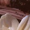 Crocus 'Cream Beauty', habit
