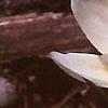 Crocus 'Cream Beauty', habit