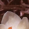 Crocus 'Cream Beauty', habit