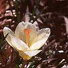 Crocus 'Cream Beauty', habit