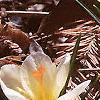 Crocus 'Cream Beauty', habit