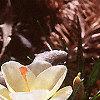 Crocus 'Cream Beauty', habit