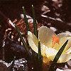 Crocus 'Cream Beauty', habit