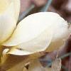 Crocus 'Cream Beauty', habit