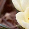 Crocus 'Cream Beauty', habit