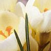 Crocus 'Cream Beauty', habit