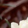 Crocus 'Cream Beauty', habit