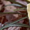 Crocus 'Cream Beauty', habit