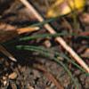 Crocus chrysanthus 'E. P. Bowles', habit