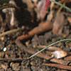 Crocus chrysanthus 'E. P. Bowles', habit