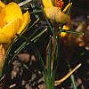 Crocus chrysanthus 'E. P. Bowles', habit