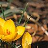Crocus chrysanthus 'E. P. Bowles', habit