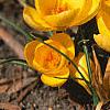 Crocus chrysanthus 'E. P. Bowles', habit