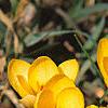 Crocus chrysanthus 'E. P. Bowles', habit