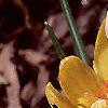 Crocus chrysanthus 'E. P. Bowles', habit