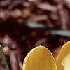 Crocus chrysanthus 'E. P. Bowles', habit