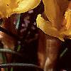 Crocus chrysanthus 'E. P. Bowles', habit