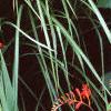 Crocosmia x crocosmiiflora 'Lucifer', habit