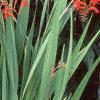 Crocosmia x crocosmiiflora 'Lucifer', habit