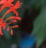 Crocosmia x crocosmiiflora 'Lucifer', flowers