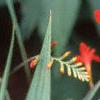 Crocosmia x crocosmiiflora 'Lucifer', flowers