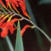 Crocosmia x crocosmiiflora 'Lucifer', flowers