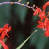 Crocosmia x crocosmiiflora 'Lucifer', flowers