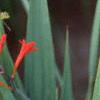 Crocosmia x crocosmiiflora 'Lucifer', flowers