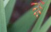 Crocosmia x crocosmiiflora 'Lucifer', flowers