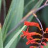 Crocosmia x crocosmiiflora 'Lucifer', flowers