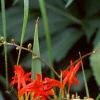 Crocosmia x crocosmiiflora 'Lucifer', flowers