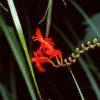 Crocosmia x crocosmiiflora 'Lucifer', flowers