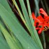 Crocosmia x crocosmiiflora 'Lucifer', flowers