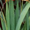 Crocosmia x crocosmiiflora 'Lucifer', flowers
