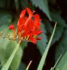 Crocosmia x crocosmiiflora 'Lucifer', flowers
