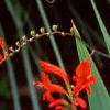 Crocosmia x crocosmiiflora 'Lucifer', flowers