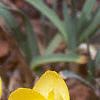 Crocus spp., habit