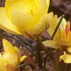Crocus spp., habit
