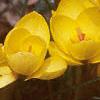 Crocus spp., habit