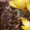 Crocus spp., habit
