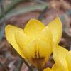 Crocus spp., habit
