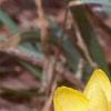 Crocus spp., habit