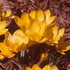 Crocus flavus 'Golden Yellow', habit