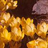 Crocus flavus 'Golden Yellow', habit
