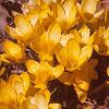 Crocus flavus 'Golden Yellow', habit