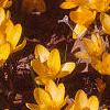 Crocus flavus 'Golden Yellow', habit