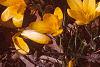 Crocus flavus 'Golden Yellow', habit