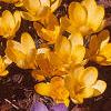 Crocus flavus 'Golden Yellow', habit